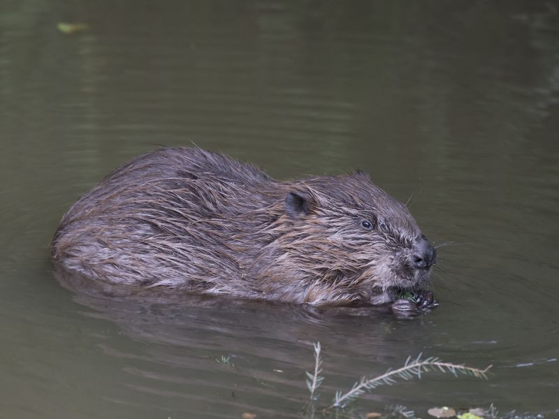 Bever (bron: Henk van Harskamp)