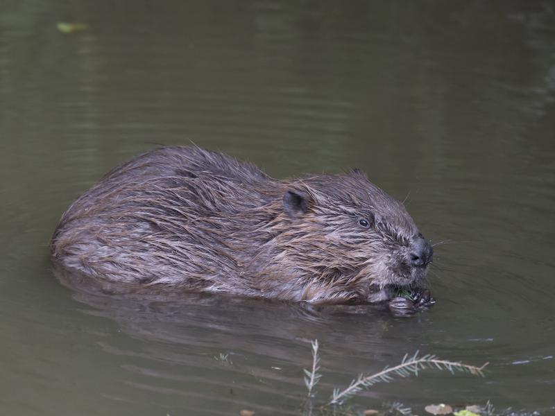Bever