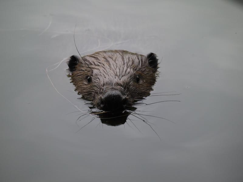 Bever kop