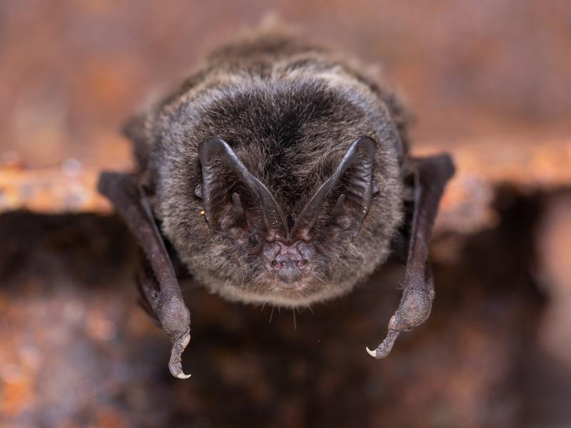 Mopsvleermuis (bron: Joris Verhees)