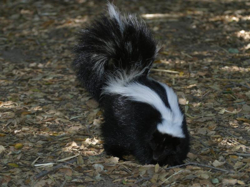 Gestreept stinkdier