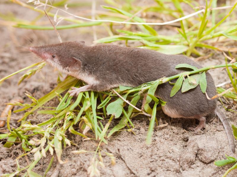 Veldspitsmuis (bron: Wesley Overman)