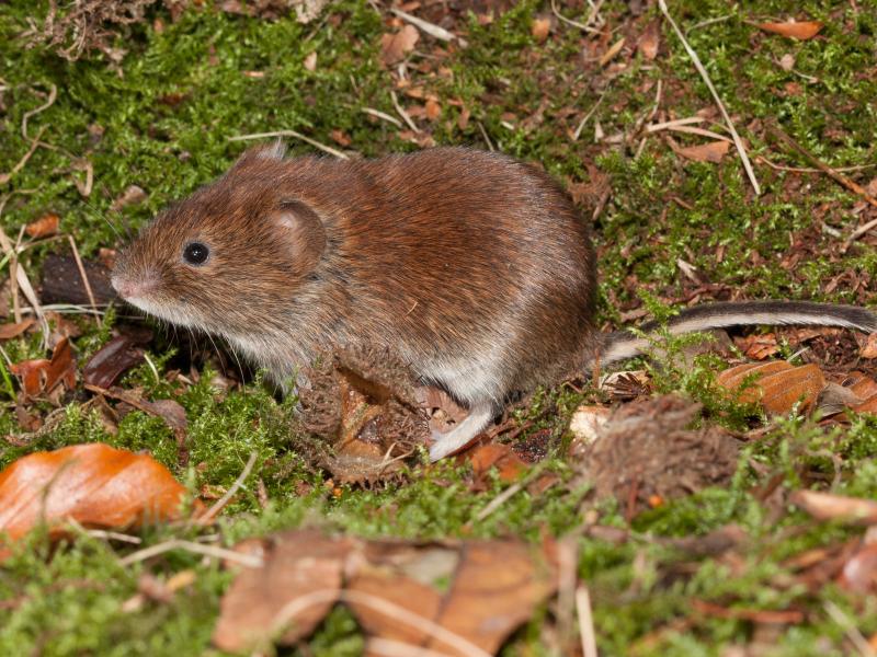 Rosse woelmuis (bron: Wesley Overman)