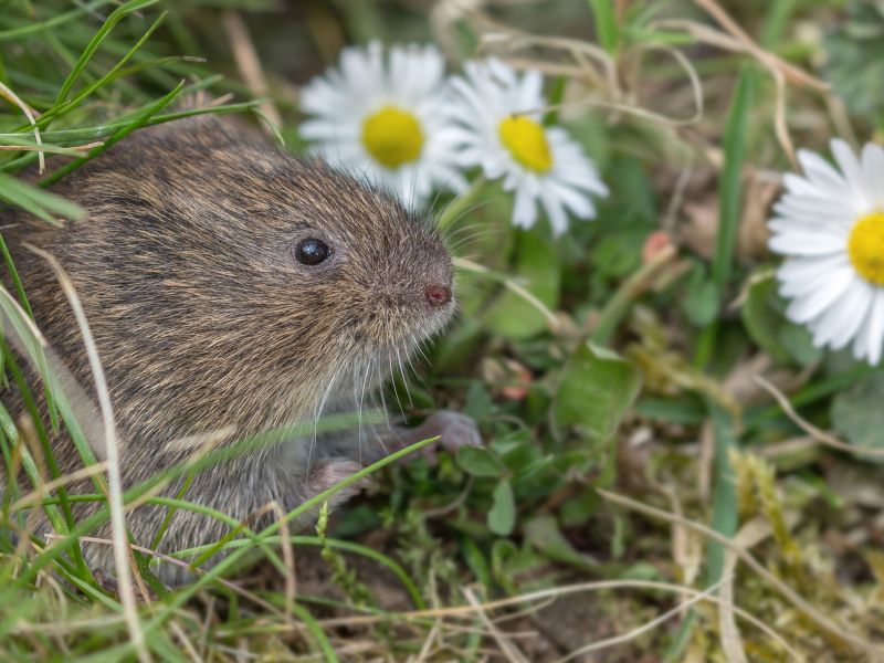 Aardmuis (bron: Wesley Overman)