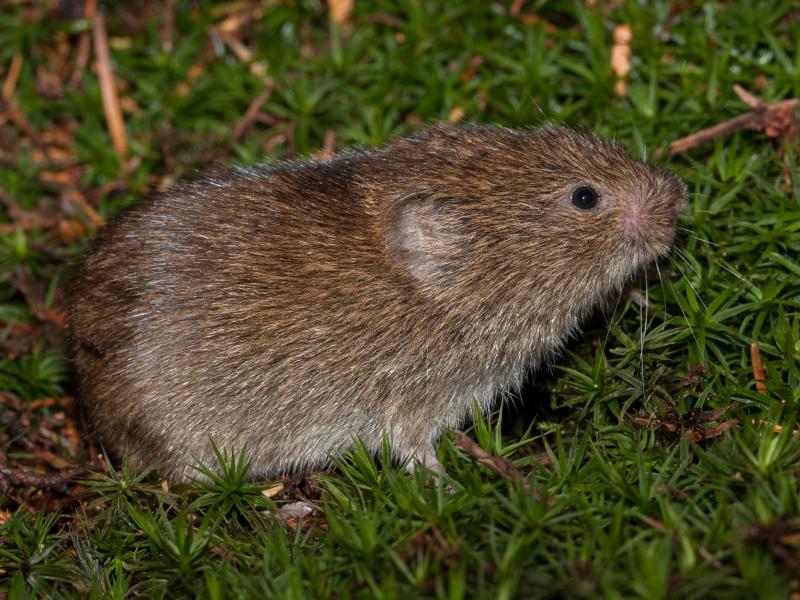 Aardmuis (bron: Wesley Overman)