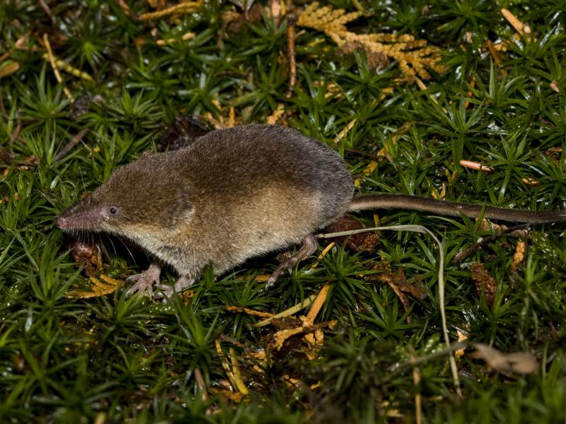 Tweekleurige bosspitsmuis (bron: Wesley Overman)