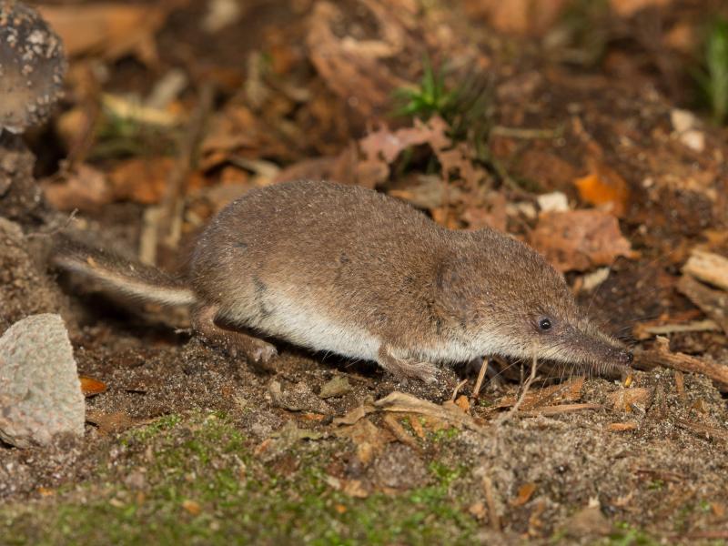 Dwergspitsmuis (bron: Wesley Overman)