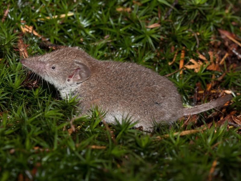 Huisspitsmuis (bron: Wesley Overman)