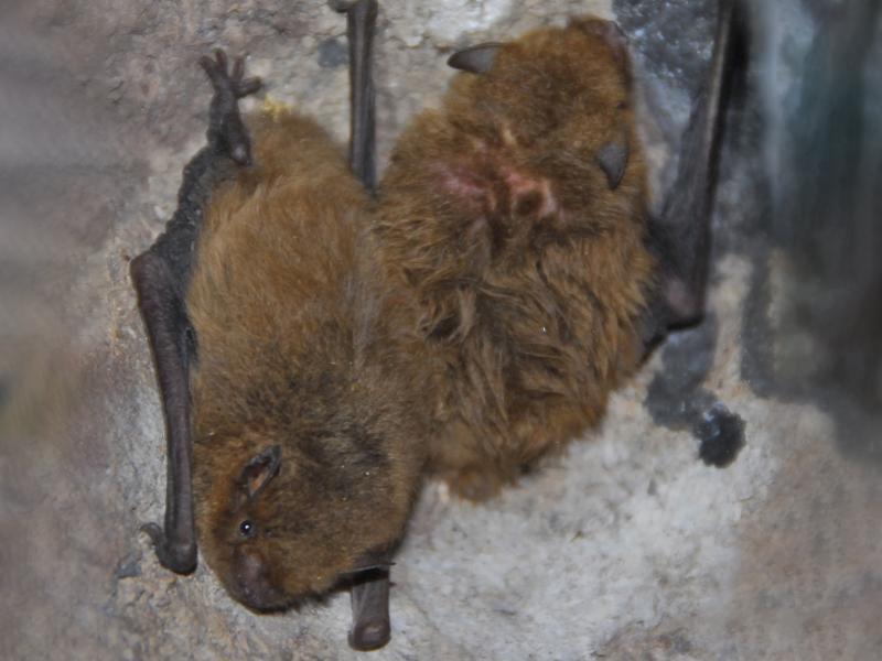 Kleine dwergvleermuis (bron: Bernadette van Noort)