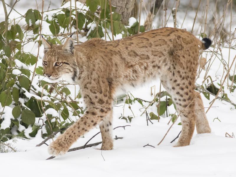 Lynx (bron: Jillis Roos)