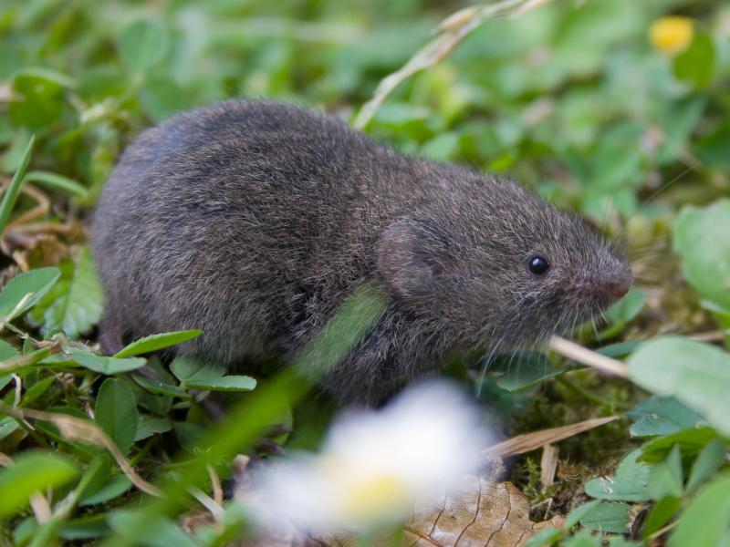 Ondergrondse woelmuis (Bron: Wesley Overman)