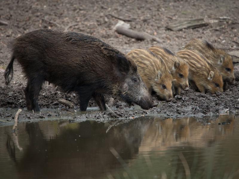 Wild zwijn (bron: Alex en Annette Hagenbeek)