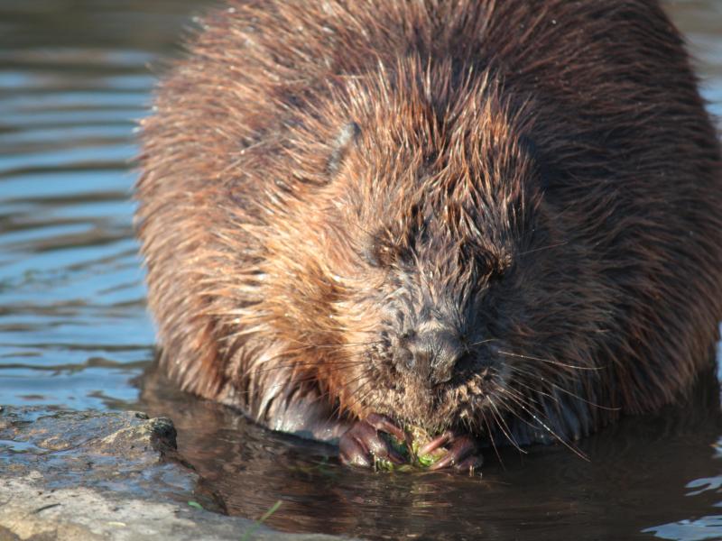 Bever (bron: Maaike Plomp)