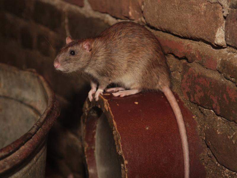 Bruine rat (© Maaike Plomp)