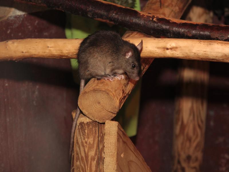 Zwarte rat (© Maaike Plomp)