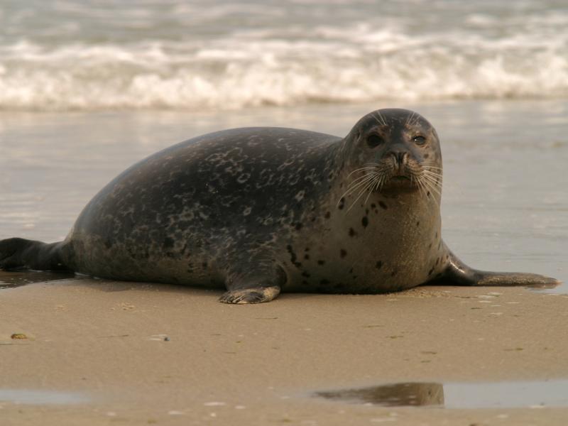 Gewone zeehond (© Aaldrik Pot)