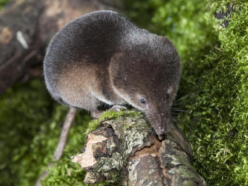 Gewone bosspitsmuis (© Dick Klees)