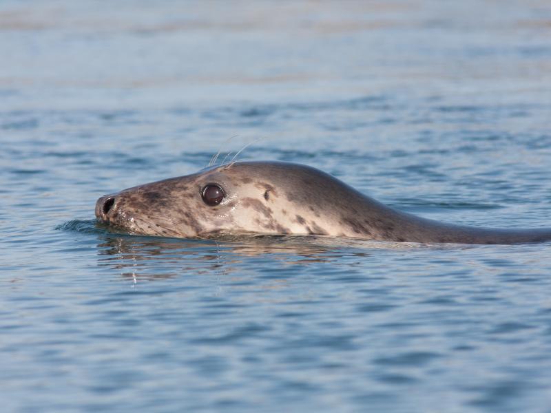 Grijze zeehond (© Wesley Overman)