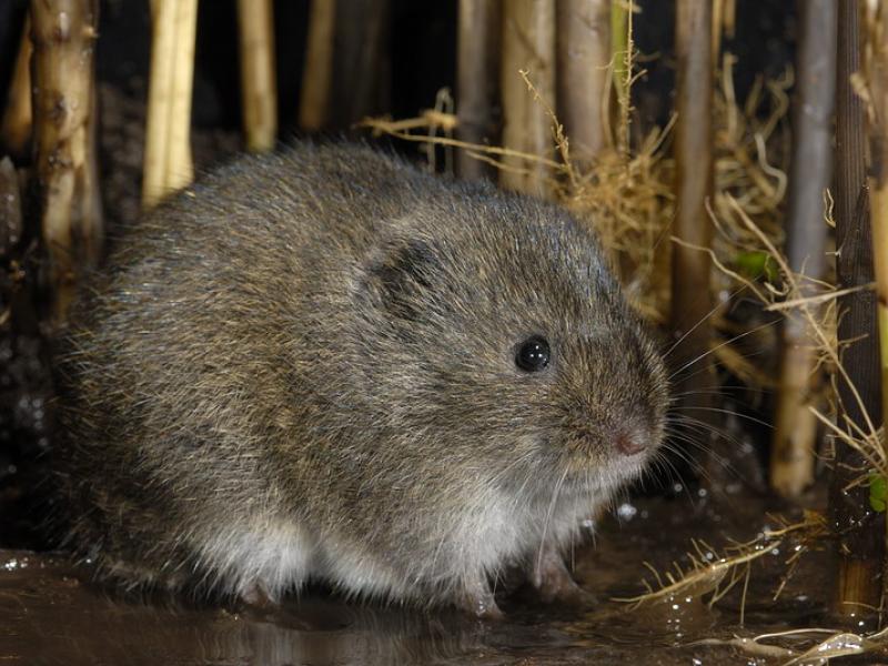 Noordse woelmuis (© Paul van Hoof)