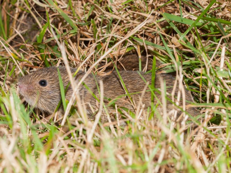 Veldmuis (© Wesley Overman)
