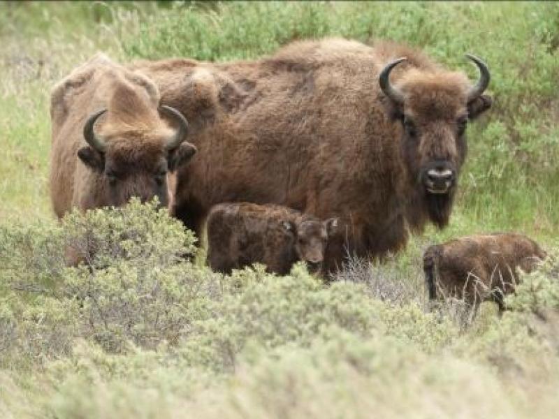 Wisent (© Ruud Maaskant - PWN)
