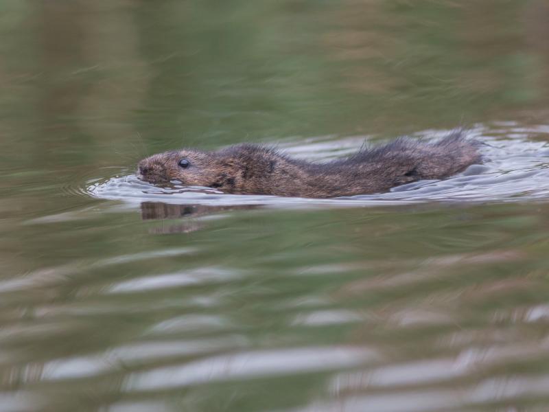Woelrat (© Wesley Overman)