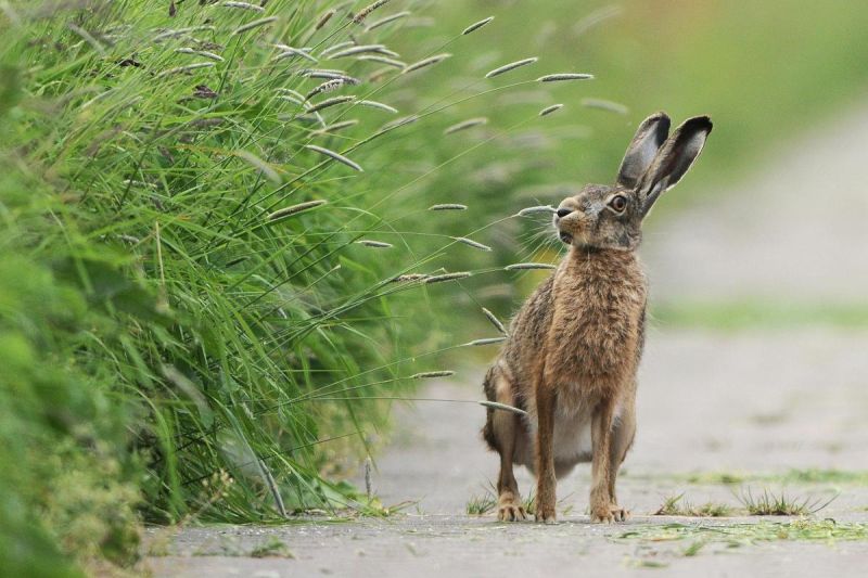 Haas (foto: Beverly Brouwer)