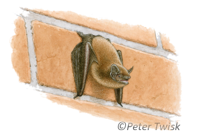 Dwergvleermuis op muur (Peter Twisk)