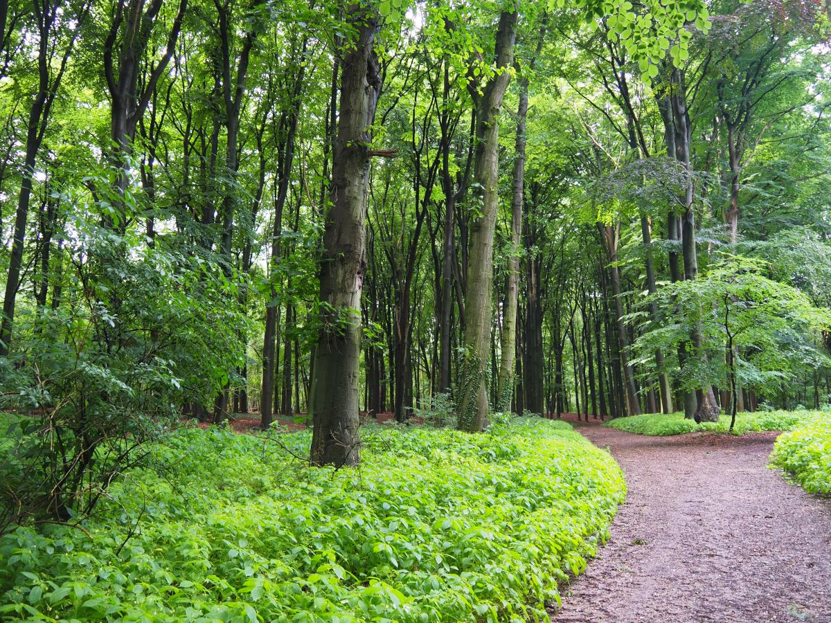 Oude beuken zijn erg in trek bij boombewonende vleermuizen (© Vita Hommersen).