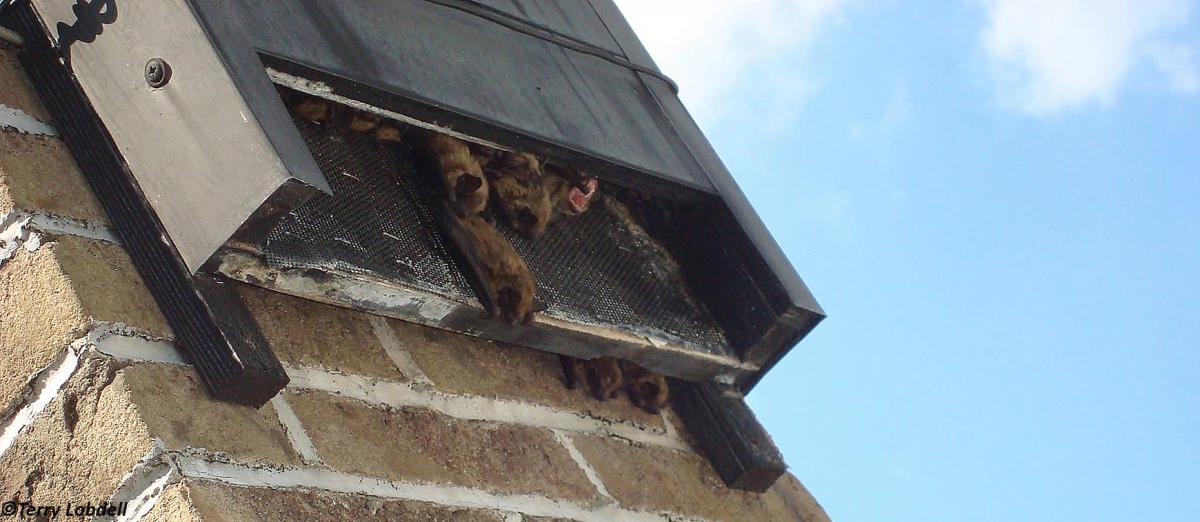 Oververhitte vleermuizen zoeken koelte en frisse lucht buiten een vleermuiskast