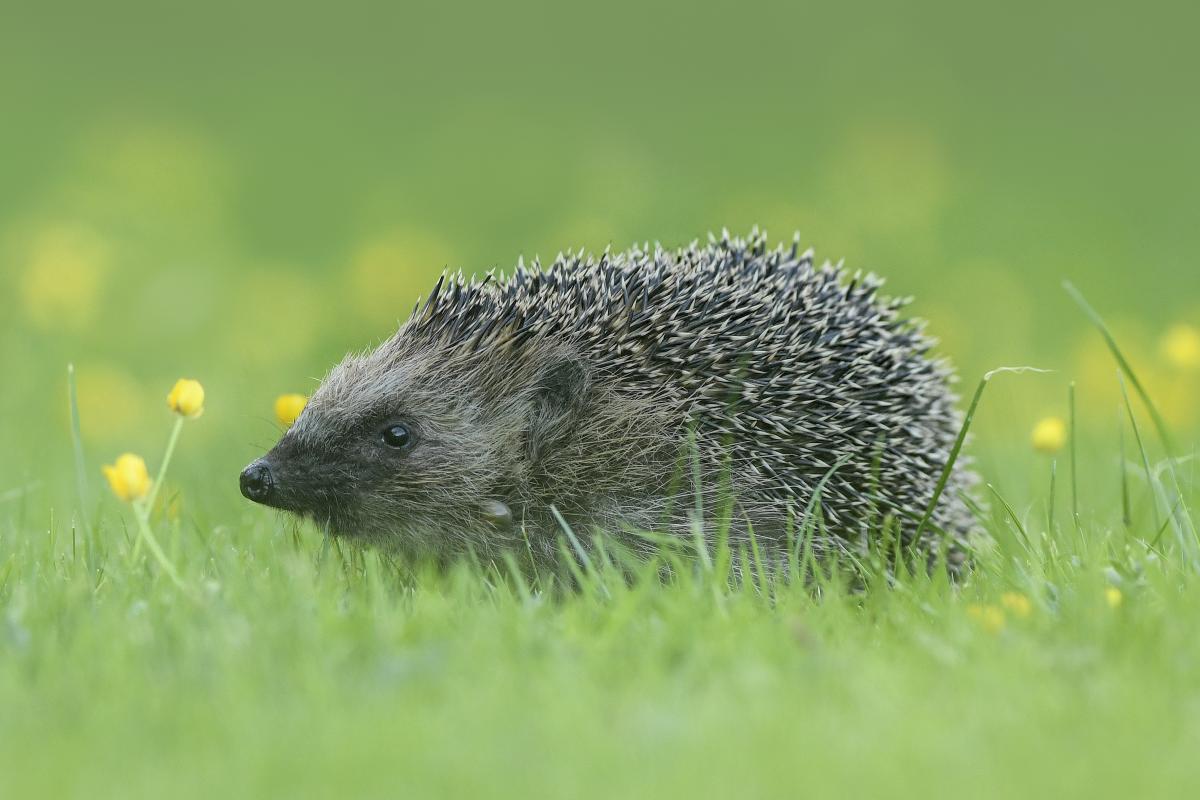Egel (Bron: Beverly Brouwer)