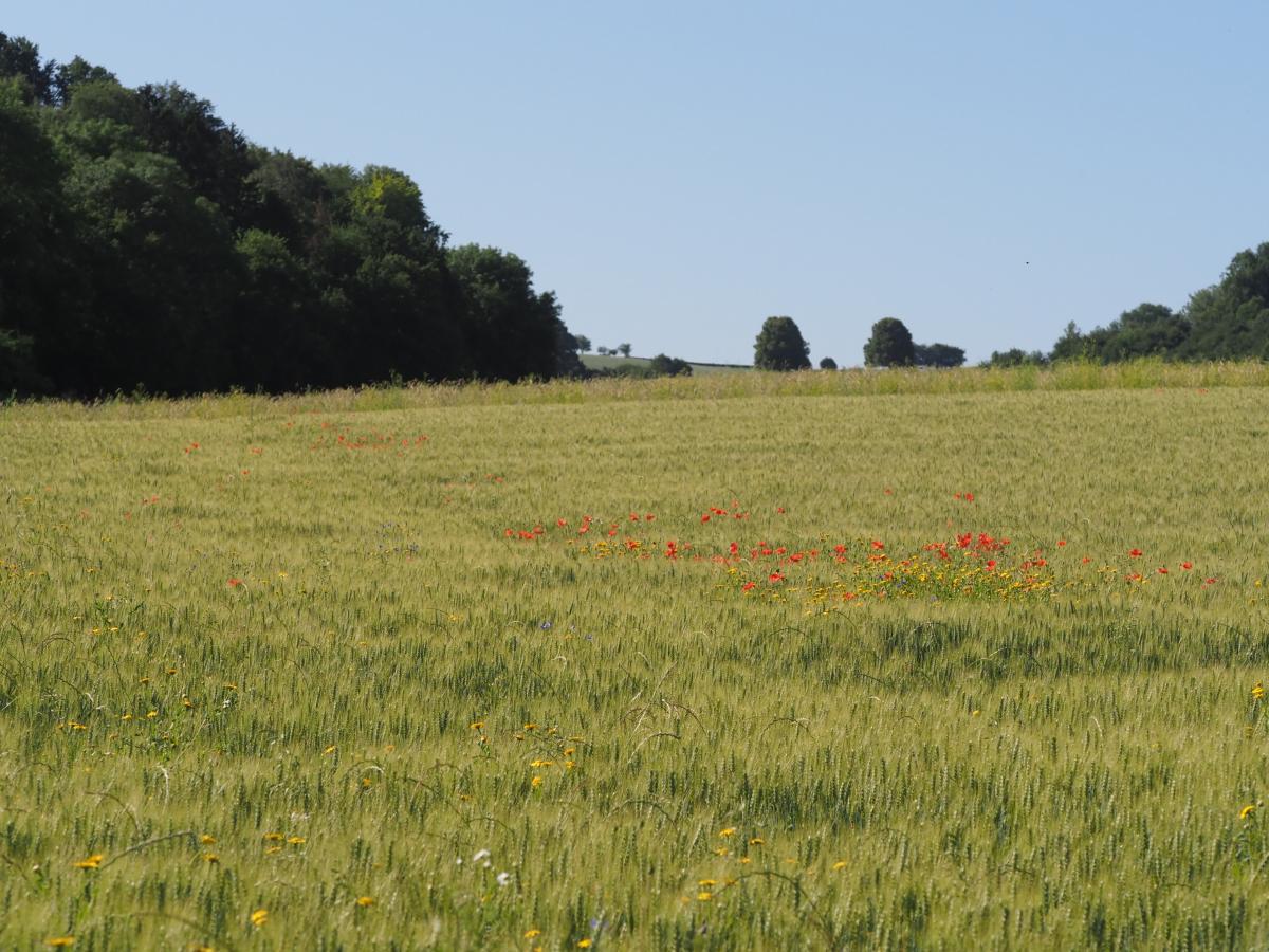 Landbouwproductie die ruimte biedt aan biodiversiteit past goed in de visie van kringlooplandbouw, met regionale grondstofstromen en een aantrekkelijk landschap, wat bovendien goed is voor recreatie en andere natuurwaarden (Bron:Harm Kossen)