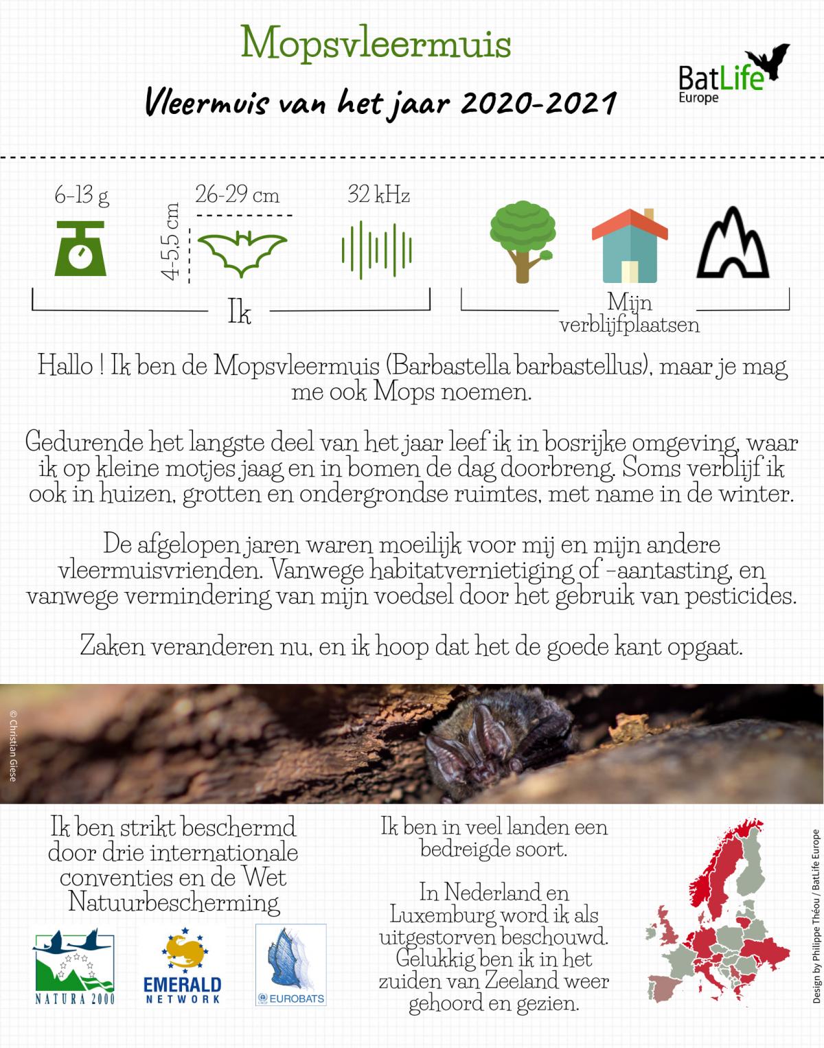 Factsheet Mopvleermuis BatLife Europe 2020