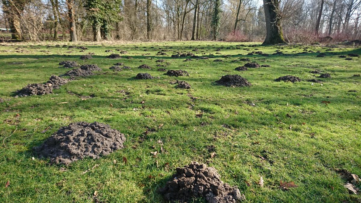 Een veld vol molshopen (Bron: Erik Korsten)