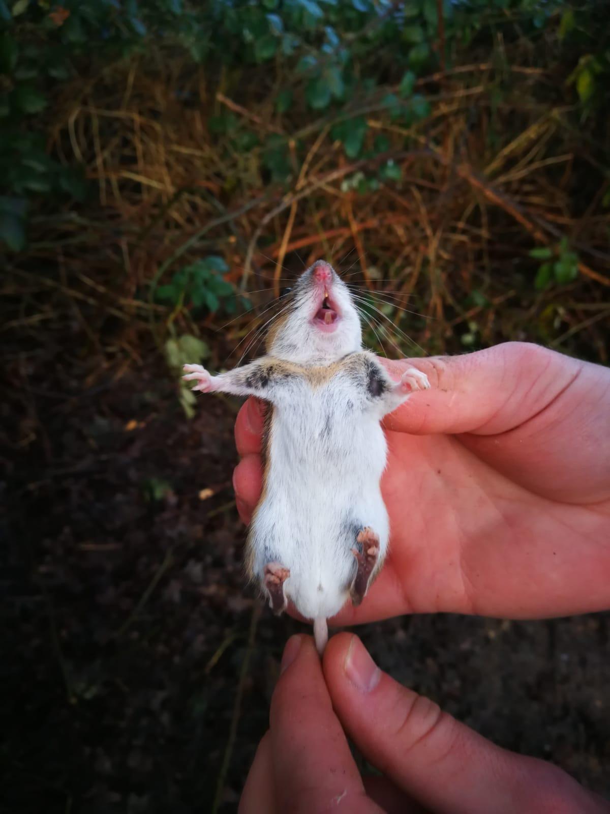 Een aanvullend kenmerk is de gele vlek op de hals die bij de grote bosmuis meestal als een halsband in de breedterichting over de hals loopt (Bron: JM ecologie) 