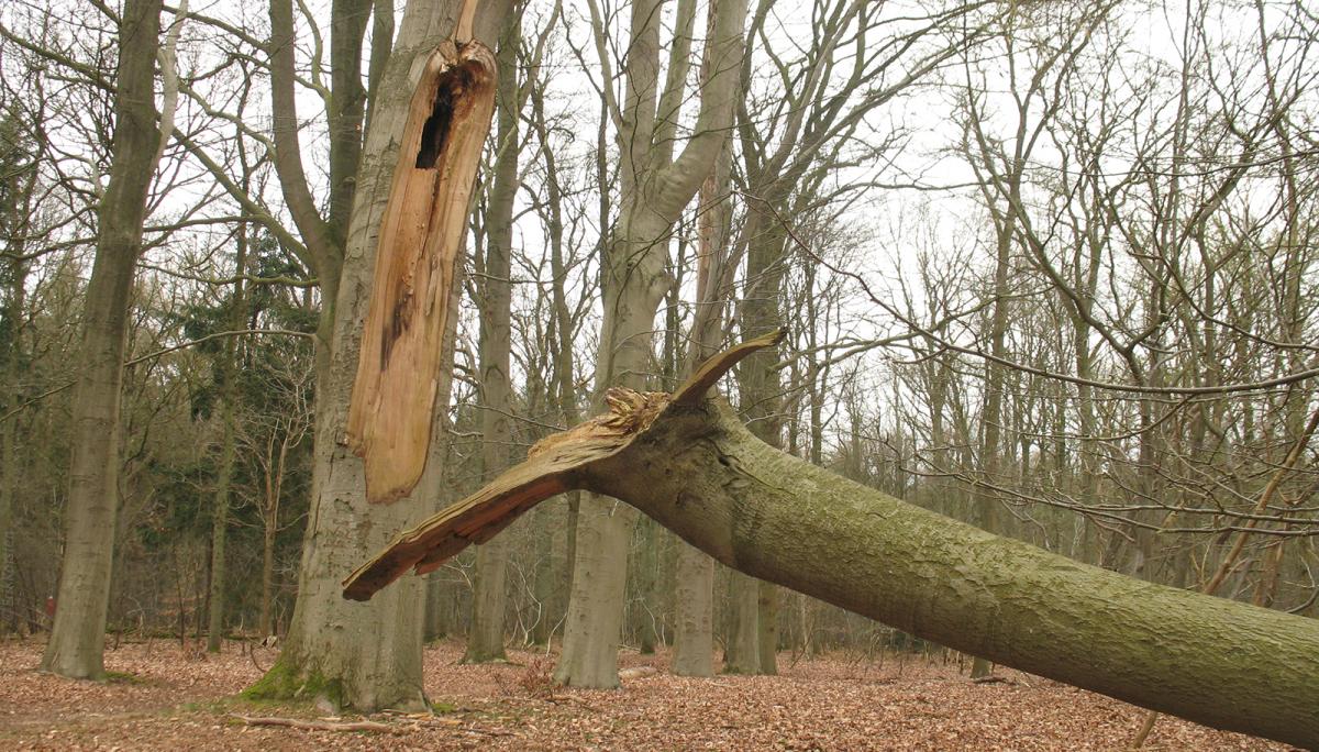 Eik met stormschade