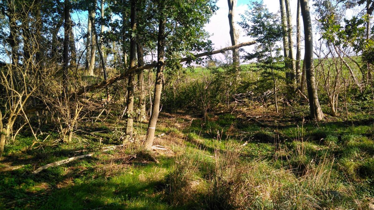 De grote bosmuis houdt zich het liefst op in de kern van wat oudere bossen, maar lijkt in Nederland steeds minder kieskeurig te worden (Bron: JM ecologie)