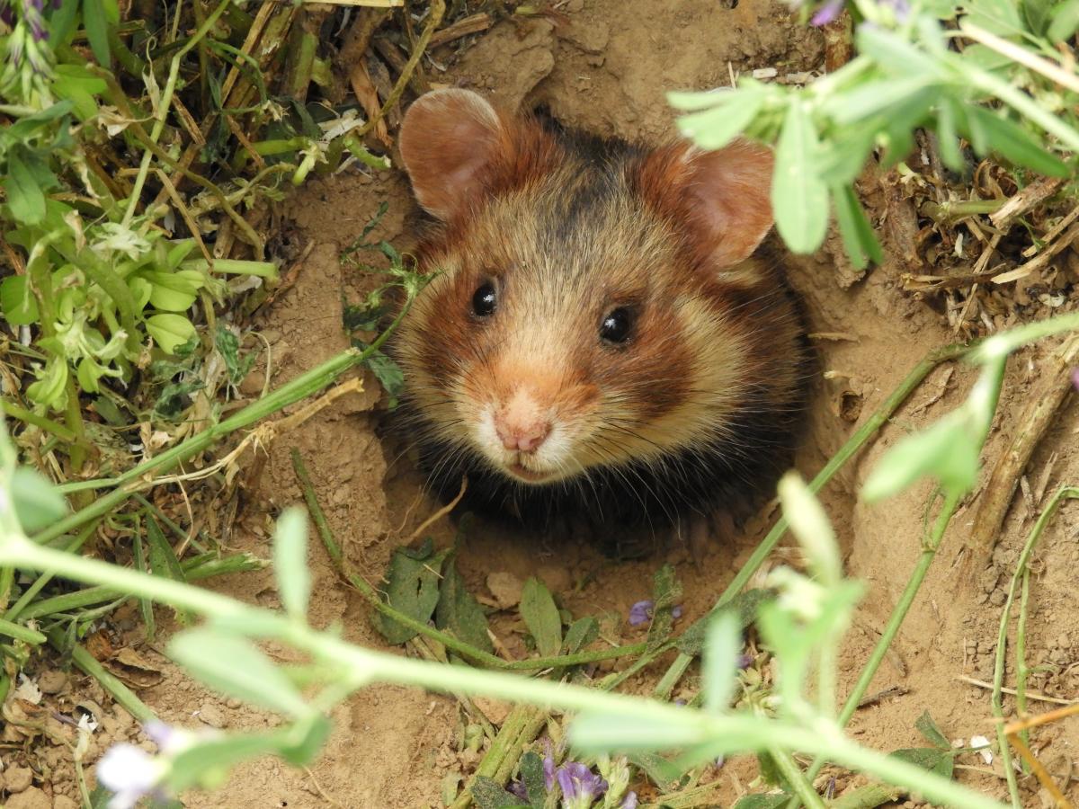 Hamster