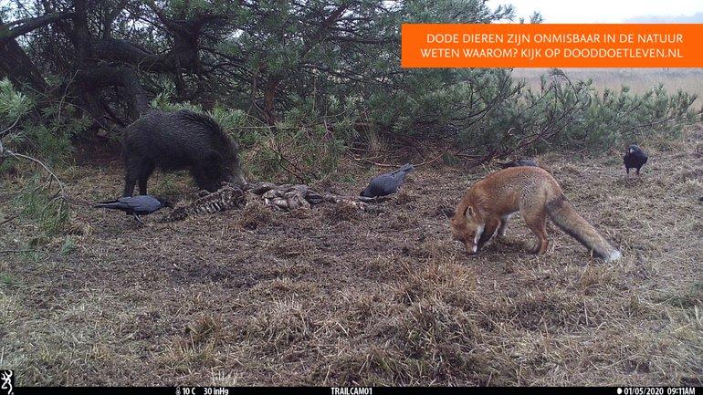 Aasetende raven en wild zwijn. De vos houdt afstand (Bron: ARK Natuurontwikkeling)