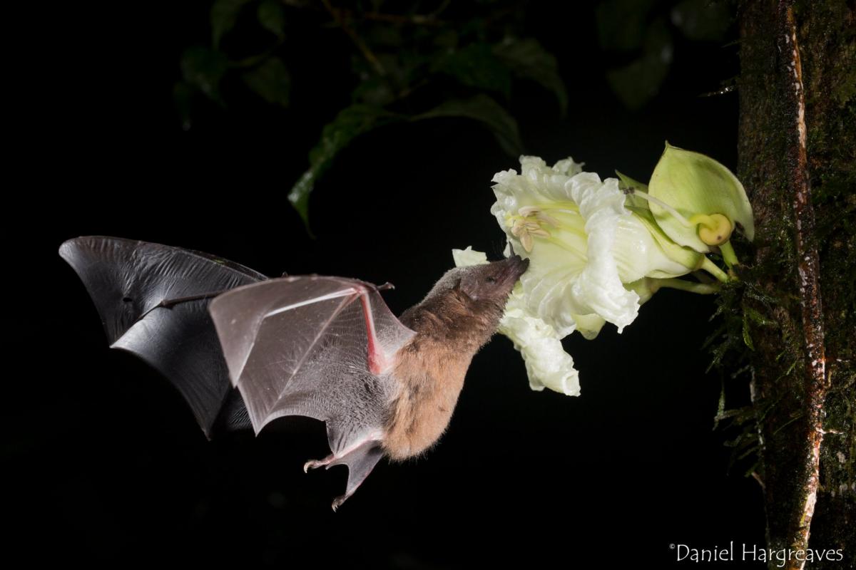 Een bladneusvleermuis drinkt nectar en bestuift de bloem.