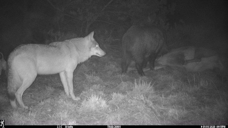 Wild zwijn eet van een doodgereden edelhert. Ondertussen houdt een wolf afstand en wacht netjes op de beurt (Bron: ARK Natuurontwikkeling)