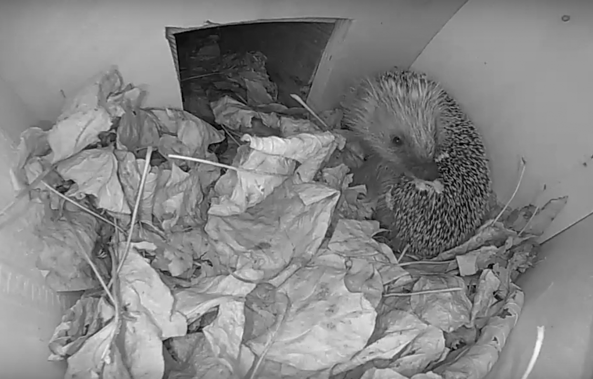 Egel laat typisch egelgedrag zien voor webcam: speekselen. De egel smeert zijn speeksel uit over zijn stekels. Een nieuwe geur of smaak kan dit gedrag triggeren. Waarom egels dit doen is nog onduidelijk (Bron: BuitenGewoon)