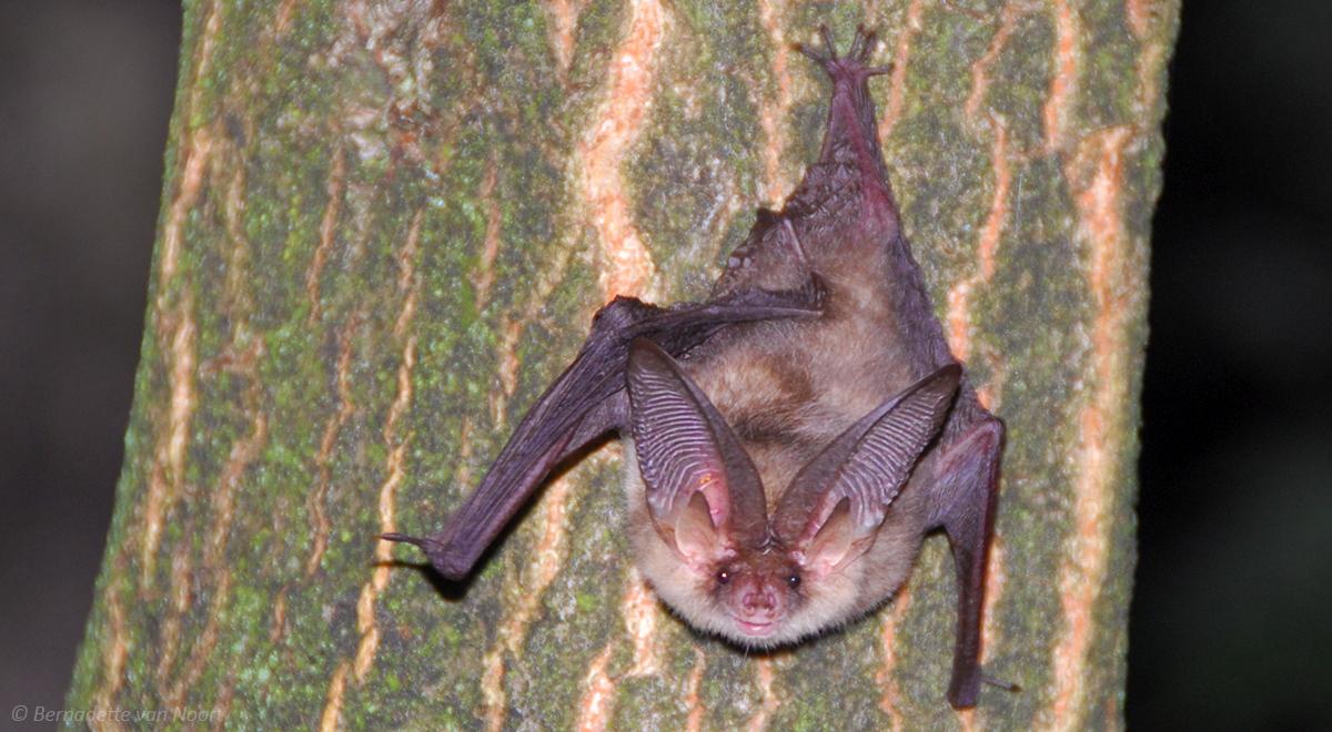 Gewone grootoorvleermuis