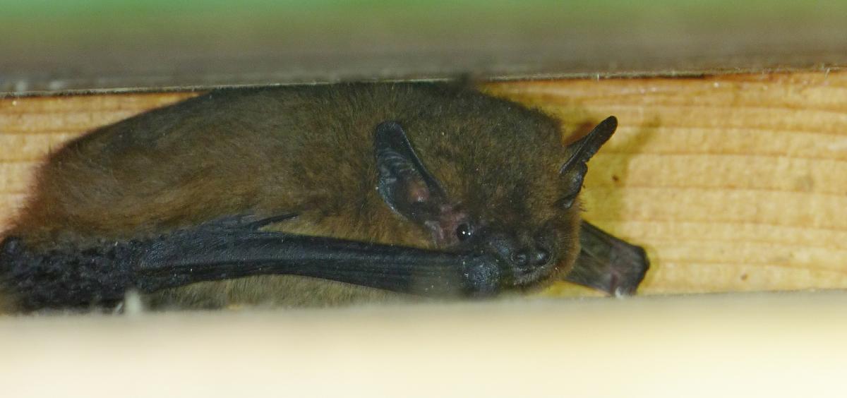 Gewone dwergvleermuis in vleermuiskast
