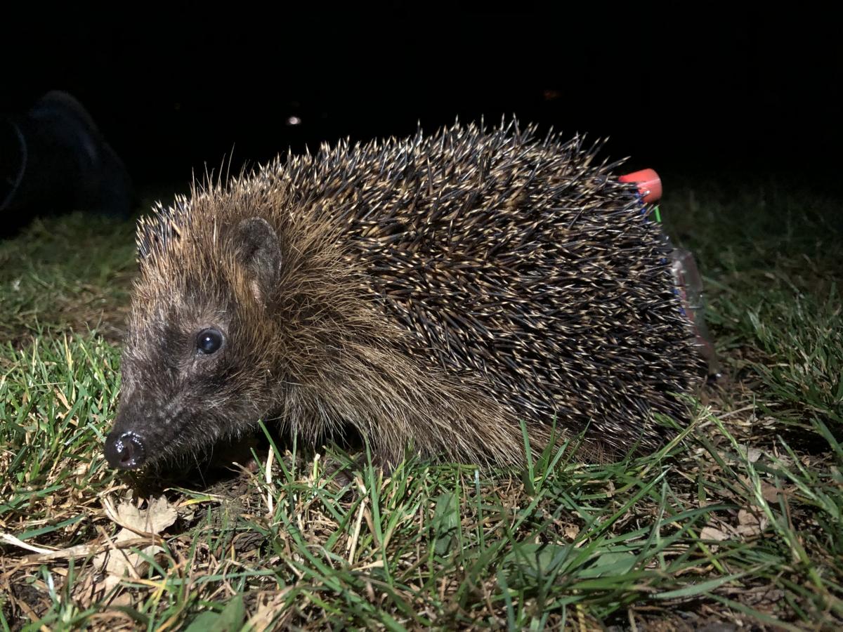 Egel met zender (Bron: Egelwerkgroep Nederland)