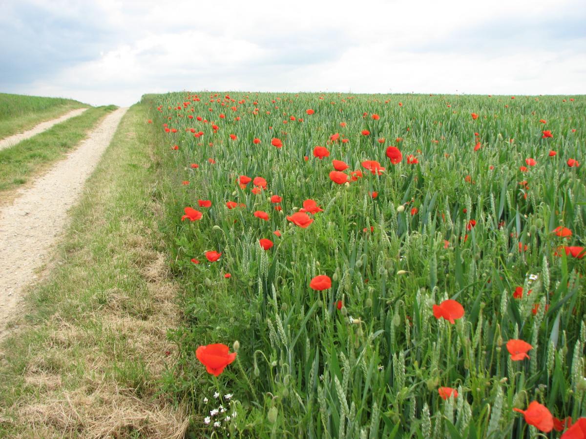 Akkerplanten vind je meestal aan de randen van percelen (Bron: Gerard Müskens)
