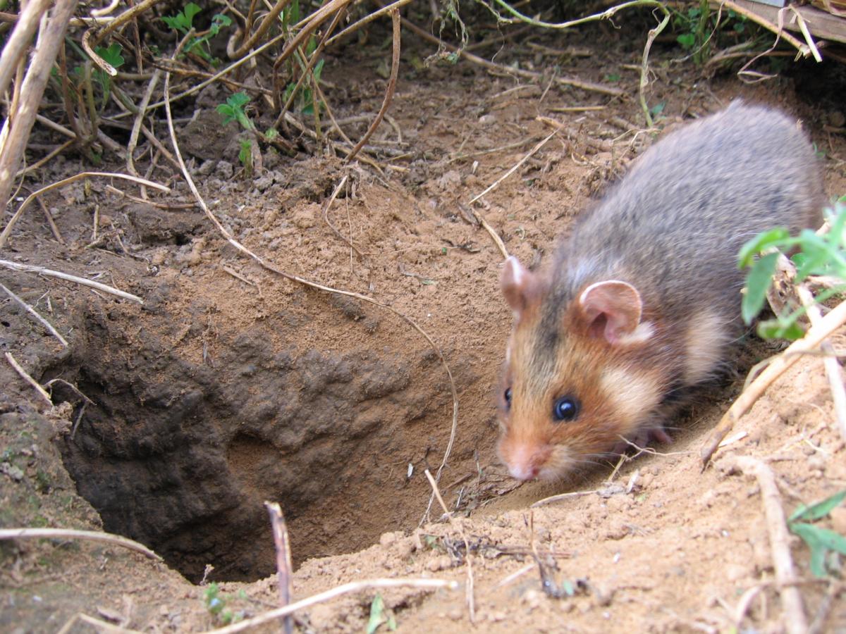 Jonge hamsters lopen een groot risico opgegeten te worden (Bron: Gerard Müskens)