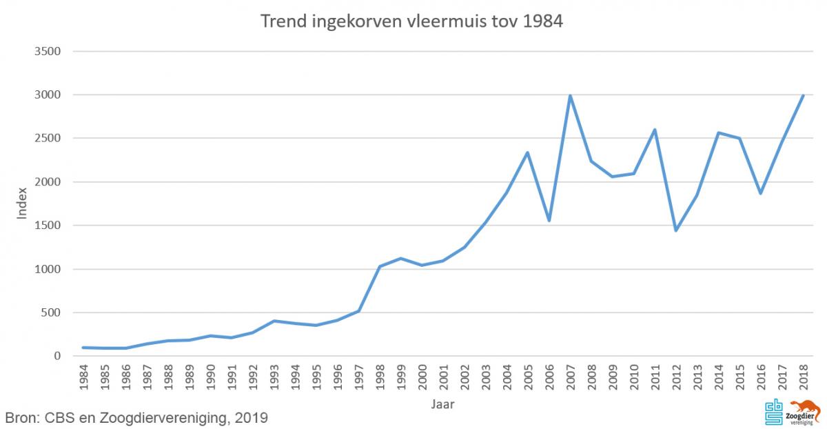 Ingekorven vleermuis zoldertellingen trend 2019