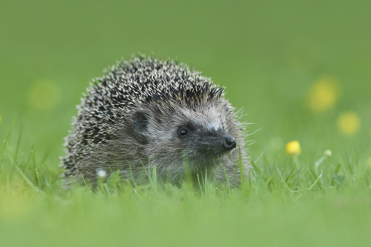 Egel (bron: Beverly Brouwer)