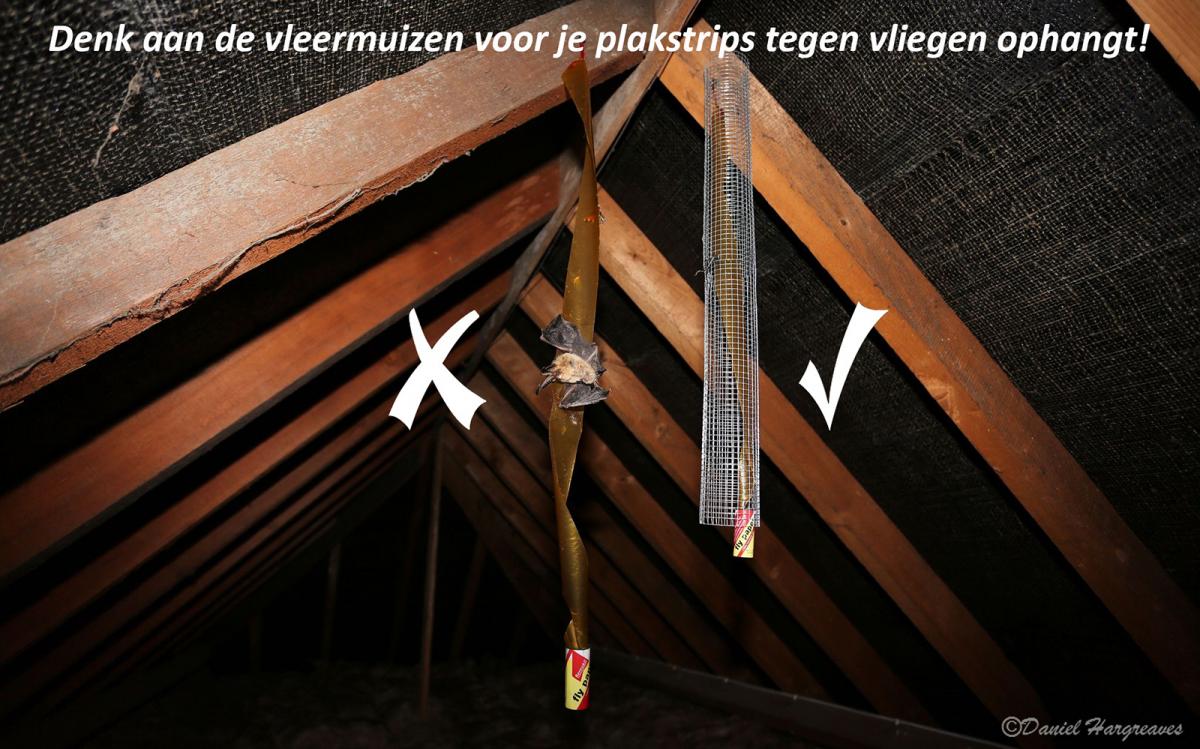 Denk aan vleermuizen bij het gebruik van plakstrips